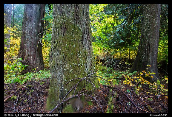 Grove of the Patriarchs in autumn. Mount Rainier National Park, Washington, USA.