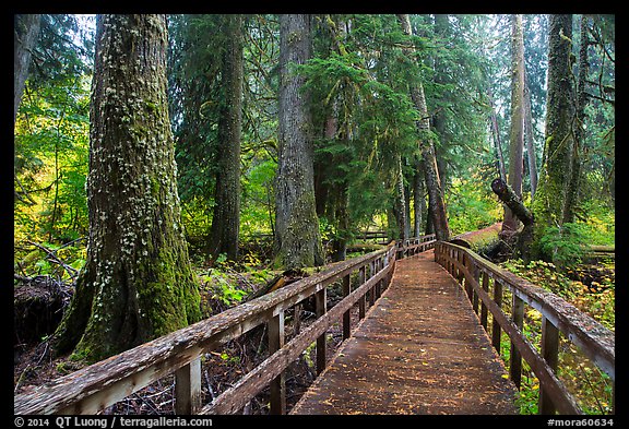 Boardwalk in autumn, Grove of the Patriarchs. Mount Rainier National Park, Washington, USA.