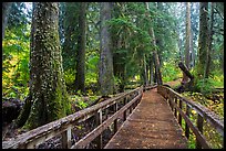 Boardwalk in autumn, Grove of the Patriarchs. Mount Rainier National Park, Washington, USA.