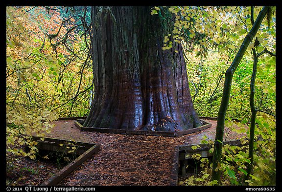 Largest tree in the Grove of the Patriarchs. Mount Rainier National Park, Washington, USA.