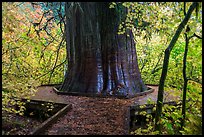 Largest tree in the Grove of the Patriarchs. Mount Rainier National Park ( color)