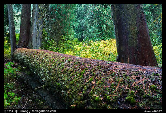 Fallen tree in autum, Grove of the Patriarchs. Mount Rainier National Park (color)