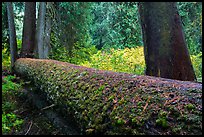 Fallen tree in autum, Grove of the Patriarchs. Mount Rainier National Park ( color)