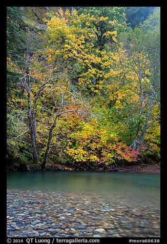 Vine maple in fall foliage along the Ohanapecosh River. Mount Rainier National Park (color)