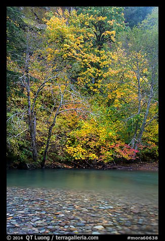 Vine maple in fall foliage along the Ohanapecosh River. Mount Rainier National Park, Washington, USA.