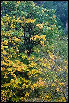 Bright yellow leaves and mossy tree, Ohanapecosh. Mount Rainier National Park ( color)