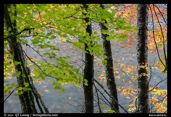 Maple trees leaves and branches lining up Ohanapecosh River. Mount Rainier National Park (color)