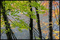 Maple trees leaves and branches lining up Ohanapecosh River. Mount Rainier National Park ( color)