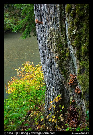 Based of trunk with mushrooms and Ohanapecosh River. Mount Rainier National Park (color)