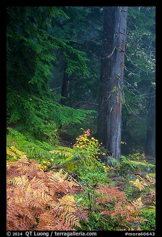 Ferns in autum color and old-growth forest. Mount Rainier National Park (color)