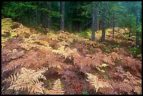 Ferns in autumn and old-growth forest. Mount Rainier National Park, Washington, USA.