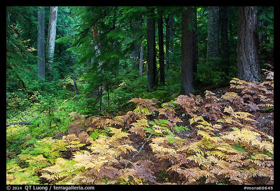 Ferns and old growth forest in autumn. Mount Rainier National Park, Washington, USA.