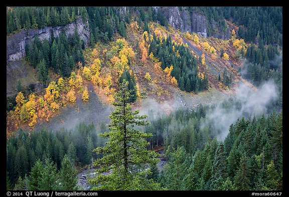 Stevens Canyon with trees in autumn foliage amongst evergreens. Mount Rainier National Park, Washington, USA.