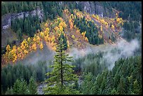 Stevens Canyon with trees in autumn foliage amongst evergreens. Mount Rainier National Park, Washington, USA.