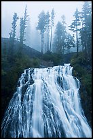 Narada Falls and trees in fog. Mount Rainier National Park ( color)