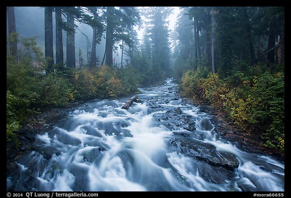 Stream above Narada Falls in fog. Mount Rainier National Park (color)