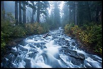 Stream above Narada Falls in fog. Mount Rainier National Park ( color)