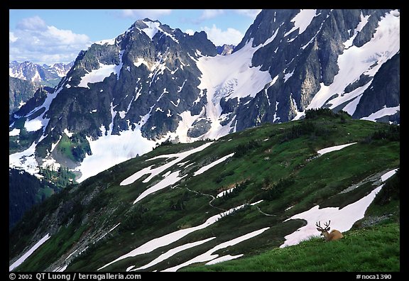 Mule deer and peaks, early summer, North Cascades National Park.  (color)