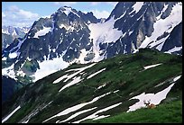 Mule deer and peaks, early summer, North Cascades National Park. Washington, USA.
