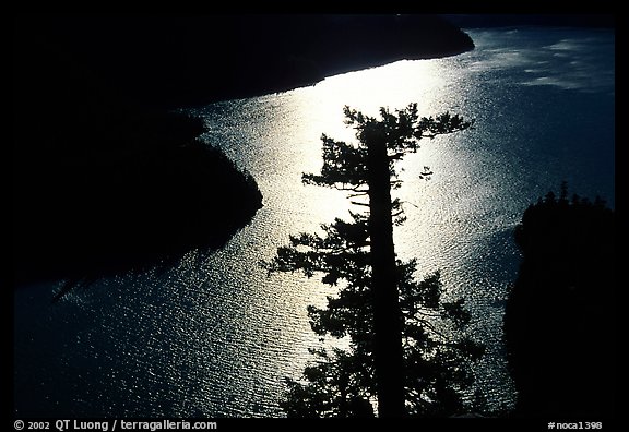 Backlit Tree and Diablo lake, North Cascades National Park Service Complex. Washington, USA.