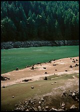 Tree stumps and river, North Cascades National Park Service Complex. Washington, USA.