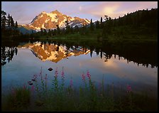 Fireweed, Mount Shuksan reflected in Picture lake, sunset. Washington, USA.