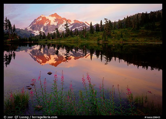 Fireweed flowers, lake with mountain reflections, Mt Shuksan, sunset. North Cascades National Park (color)