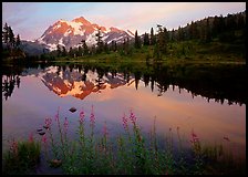 Fireweed flowers, lake with mountain reflections, Mt Shuksan, sunset, North Cascades National Park. Washington, USA.