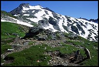 Marmots and Sahale Peak, morning, North Cascades National Park. Washington, USA.