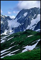 Elk and peaks, early summer, Sahale Arm, North Cascades National Park. Washington, USA. (color)