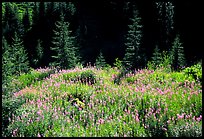 Wildflowers and spruce trees, North Cascades National Park. Washington, USA.