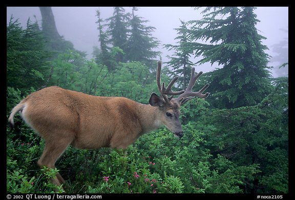 Mule deer in fog,  North Cascades National Park. Washington, USA.
