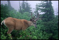 Mule deer in fog,  North Cascades National Park. Washington, USA.