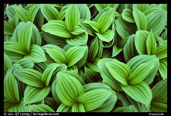 Corn lilly close-up,  North Cascades National Park. Washington, USA.