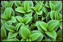 Corn lilly close-up,  North Cascades National Park. Washington, USA. (color)