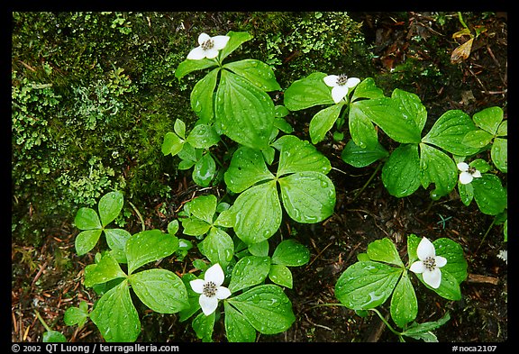 Flowers close-up,  North Cascades National Park. Washington, USA.