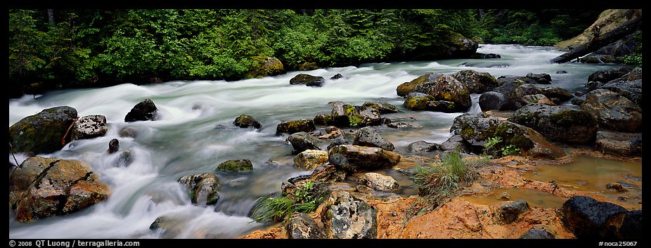 Stream in forest with colored mud. North Cascades National Park (color)