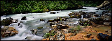 Stream in forest with colored mud. North Cascades National Park (Panoramic color)