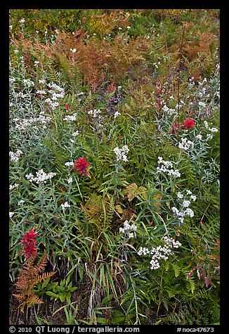 Wildflowers in bloom amidst ferns in autumn color, North Cascades National Park.  (color)