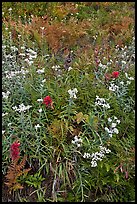 Wildflowers in bloom amidst ferns in autumn color, North Cascades National Park. Washington, USA.