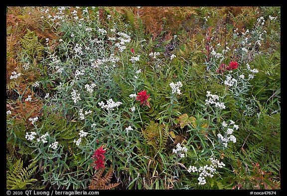 Wildflowers blooming in early autumn, North Cascades National Park.  (color)