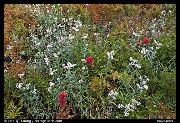 Wildflowers blooming in early autumn, North Cascades National Park. Washington, USA.