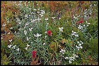 Wildflowers blooming in early autumn, North Cascades National Park.  ( color)