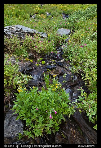 Wildflowers and stream, North Cascades National Park. Washington, USA.