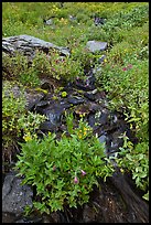 Wildflowers and stream, North Cascades National Park.  ( color)