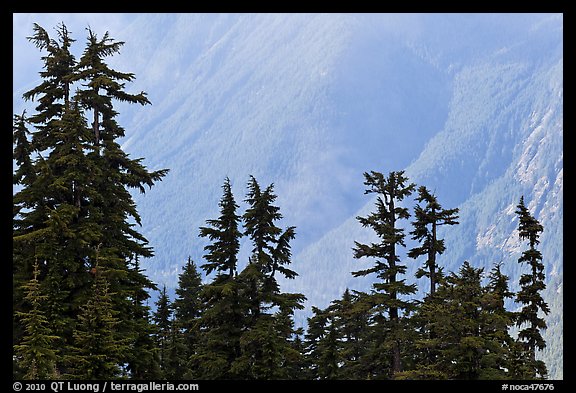 Conifers and hazy forested slope, North Cascades National Park.  (color)