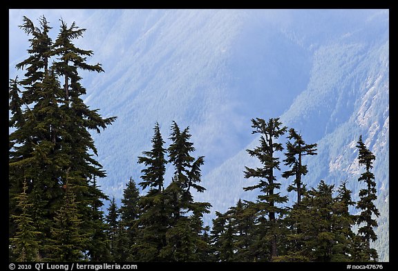 Conifers and hazy forested slope, North Cascades National Park. Washington, USA.