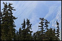 Conifers and hazy forested slope, North Cascades National Park. Washington, USA.