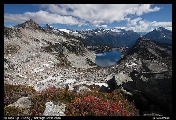 Berry plants in fall color above Hidden Lake, North Cascades National Park. Washington, USA.