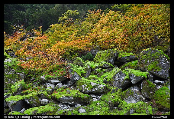 Mossy boulders and vine mapples in fall autumn color, North Cascades National Park.  (color)